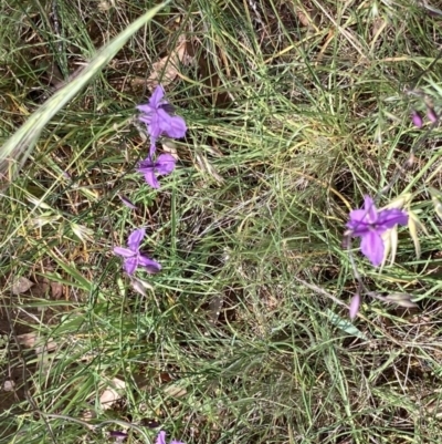Arthropodium fimbriatum (Nodding Chocolate Lily) at Crace, ACT - 24 Nov 2020 by Jenny54