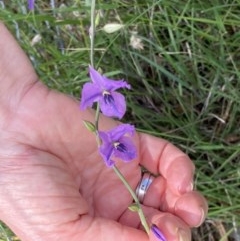 Arthropodium fimbriatum at Crace, ACT - 24 Nov 2020