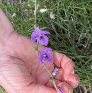 Arthropodium fimbriatum at Crace, ACT - 24 Nov 2020