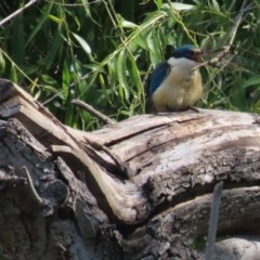 Anax papuensis (Australian Emperor) at Jerrabomberra Wetlands - 7 Nov 2020 by roymcd