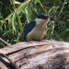 Anax papuensis at Fyshwick, ACT - 8 Nov 2020