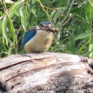 Anax papuensis at Fyshwick, ACT - 8 Nov 2020