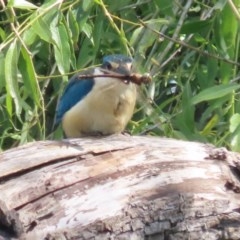 Anax papuensis at Fyshwick, ACT - 8 Nov 2020