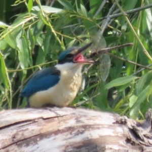 Anax papuensis at Fyshwick, ACT - 8 Nov 2020