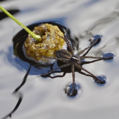 Dolomedes sp. (genus) (Fishing spider) at Rugosa - 23 Nov 2020 by SenexRugosus