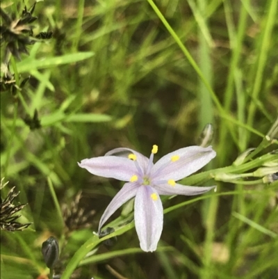 Caesia calliantha (Blue Grass-lily) at Bruce, ACT - 24 Nov 2020 by MattFox