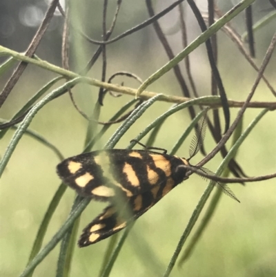 Asura lydia (Lydia Lichen Moth) at Bruce Ridge to Gossan Hill - 23 Nov 2020 by MattFox