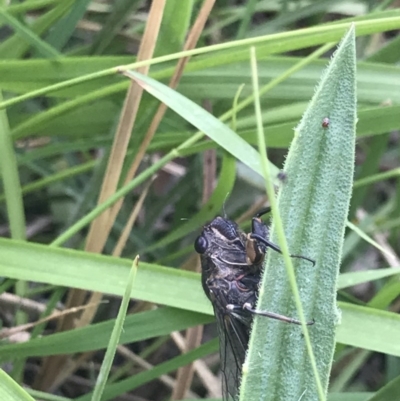 Cicadettini sp. (tribe) (Cicada) at Bruce Ridge to Gossan Hill - 23 Nov 2020 by MattFox