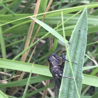 Cicadettini sp. (tribe) (Cicada) at Bruce, ACT - 24 Nov 2020 by MattFox