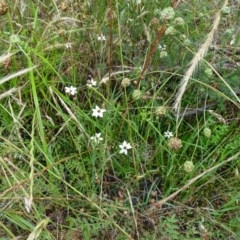 Sisyrinchium rosulatum (Scourweed) at Isaacs Ridge and Nearby - 23 Nov 2020 by Mike