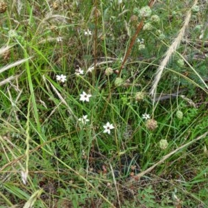 Sisyrinchium rosulatum at Jerrabomberra, ACT - 24 Nov 2020