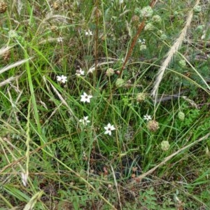 Sisyrinchium rosulatum at Jerrabomberra, ACT - 24 Nov 2020