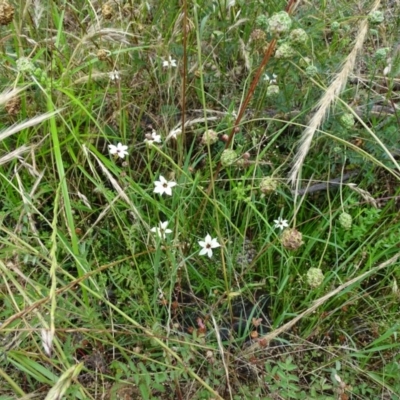 Sisyrinchium rosulatum (Scourweed) at Isaacs Ridge and Nearby - 23 Nov 2020 by Mike