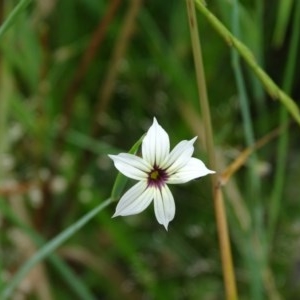 Sisyrinchium rosulatum at Jerrabomberra, ACT - 24 Nov 2020 01:50 AM