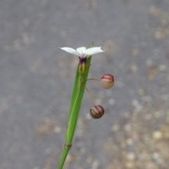 Sisyrinchium rosulatum at Jerrabomberra, ACT - 24 Nov 2020 01:50 AM