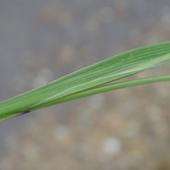 Sisyrinchium rosulatum at Jerrabomberra, ACT - 24 Nov 2020 01:50 AM