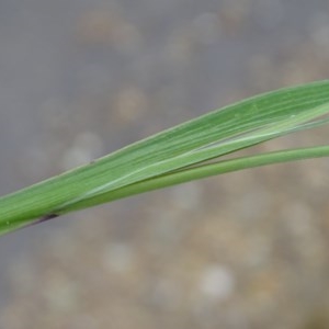 Sisyrinchium rosulatum at Jerrabomberra, ACT - 24 Nov 2020