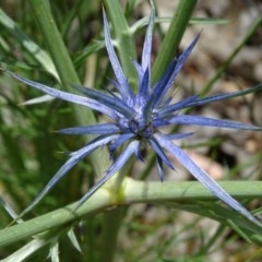 Eryngium ovinum (Blue Devil) at Jerrabomberra, ACT - 23 Nov 2020 by Mike