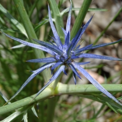 Eryngium ovinum (Blue Devil) at Isaacs Ridge and Nearby - 23 Nov 2020 by Mike