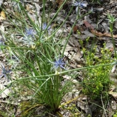 Eryngium ovinum at Jerrabomberra, ACT - 24 Nov 2020