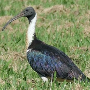 Threskiornis spinicollis at Yarralumla, ACT - 16 Nov 2020