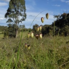 Briza maxima (Quaking Grass, Blowfly Grass) at Yass River, NSW - 12 Nov 2020 by SenexRugosus