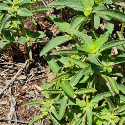 Euphorbia davidii (David's Spurge) at Isaacs Ridge and Nearby - 23 Nov 2020 by Mike