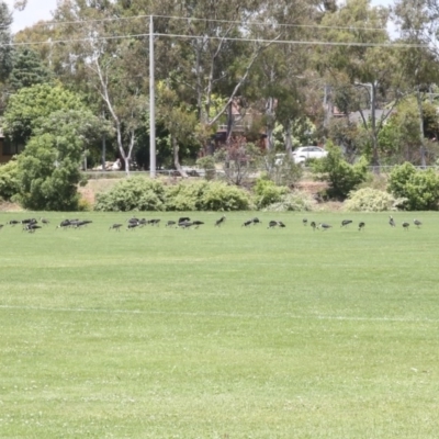 Threskiornis spinicollis (Straw-necked Ibis) at Holt, ACT - 23 Nov 2020 by AlisonMilton