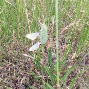 Trifolium angustifolium at Belconnen, ACT - 22 Nov 2020