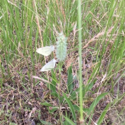 Trifolium angustifolium (Narrowleaf Clover) at Flea Bog Flat to Emu Creek Corridor - 21 Nov 2020 by JohnGiacon