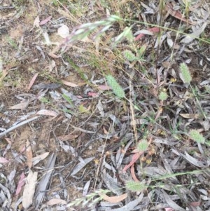 Trifolium angustifolium at Belconnen, ACT - 22 Nov 2020