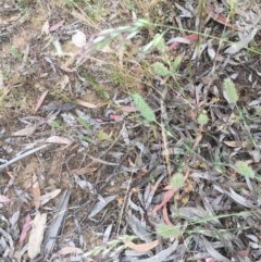 Trifolium angustifolium at Belconnen, ACT - 22 Nov 2020