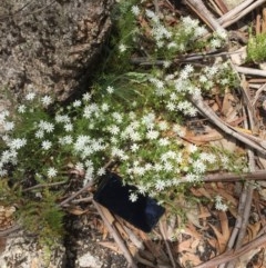 Stellaria pungens (Prickly Starwort) at Paddys River, ACT - 21 Nov 2020 by JohnGiacon