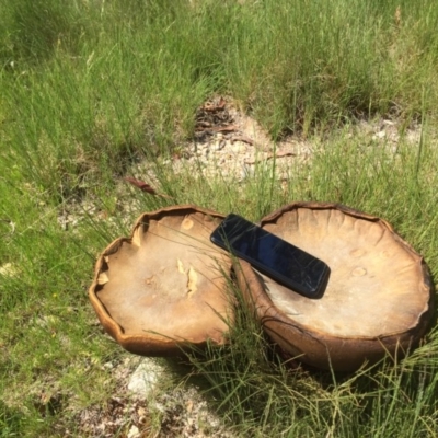 Phlebopus marginatus (Giant Bolete) at Gibraltar Pines - 20 Nov 2020 by jgiacon