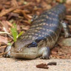 Tiliqua scincoides scincoides at Lyons, ACT - 4 Nov 2020