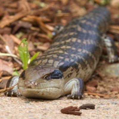Tiliqua scincoides scincoides (Eastern Blue-tongue) at Lyons, ACT - 3 Nov 2020 by Helberth