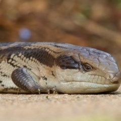 Tiliqua scincoides scincoides at Lyons, ACT - 4 Nov 2020