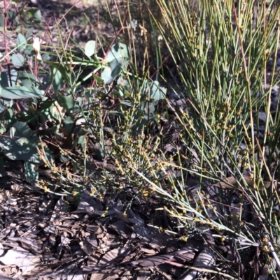 Exocarpos strictus (Dwarf Cherry) at Stirling Park - 10 Sep 2020 by grakymhirth@tpg.com