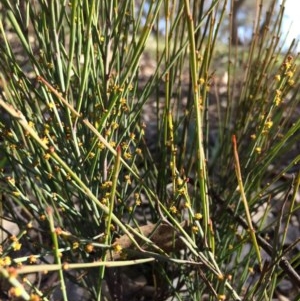 Exocarpos strictus at Yarralumla, ACT - 10 Sep 2020