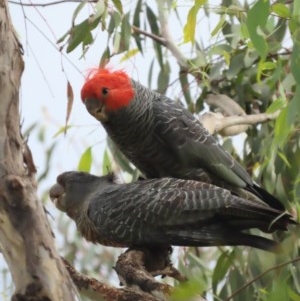 Callocephalon fimbriatum at Red Hill, ACT - 24 Nov 2020