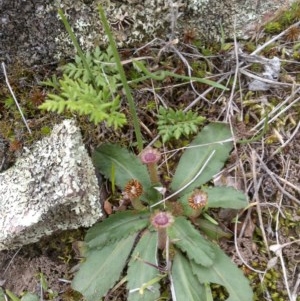 Solenogyne dominii at Jones Creek, NSW - 26 Jul 2019