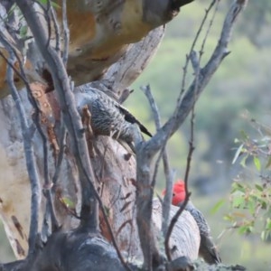 Callocephalon fimbriatum at Garran, ACT - suppressed