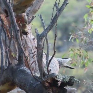 Callocephalon fimbriatum at Garran, ACT - 23 Nov 2020