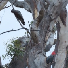 Callocephalon fimbriatum (Gang-gang Cockatoo) at Garran, ACT - 24 Nov 2020 by roymcd