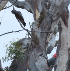 Callocephalon fimbriatum (Gang-gang Cockatoo) at Garran, ACT - 23 Nov 2020 by roymcd