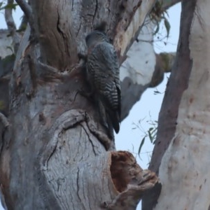 Callocephalon fimbriatum at Garran, ACT - 24 Nov 2020