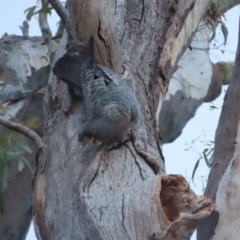 Callocephalon fimbriatum at Garran, ACT - 24 Nov 2020