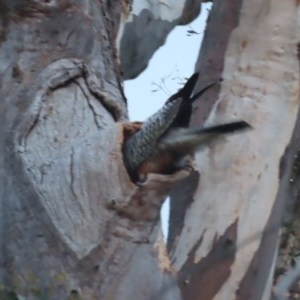 Callocephalon fimbriatum at Garran, ACT - 24 Nov 2020