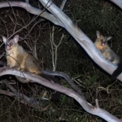 Trichosurus vulpecula (Common Brushtail Possum) at Macarthur, ACT - 24 Nov 2020 by RodDeb