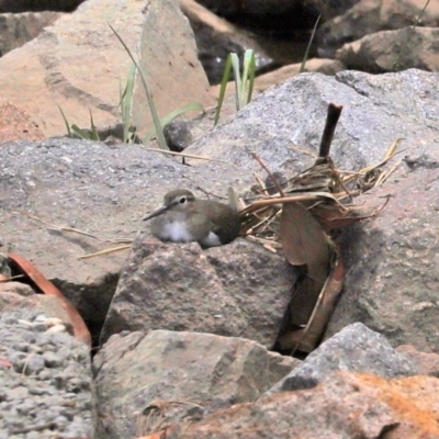 Actitis hypoleucos (Common Sandpiper) at Monash, ACT - 23 Nov 2020 by RodDeb